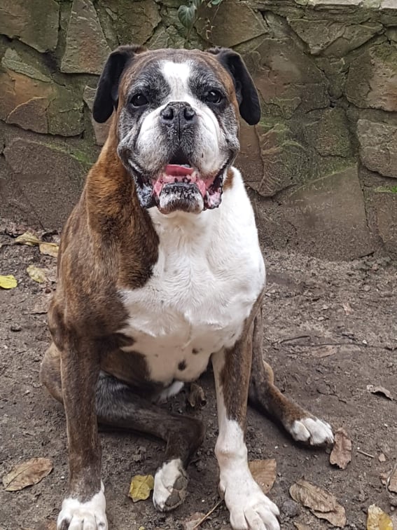 Idős barát, testileg és szellemileg gondozott állapotban.